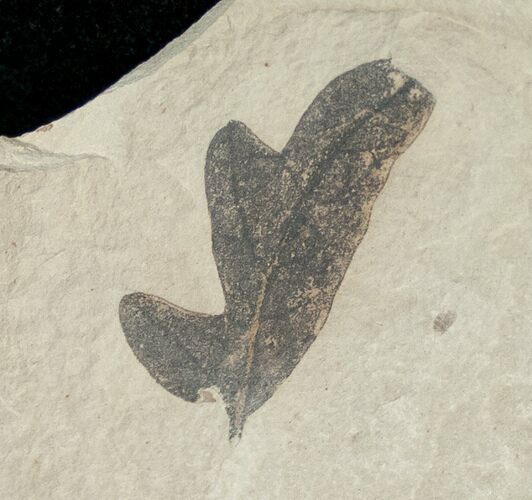 Fossil Balloon Vine Leaf - Green River Formation #16290